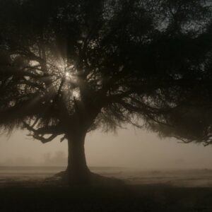 Big tree in Namib Desert